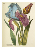 Plate 58