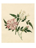 Dianthus caryophyllus Scarlet Flake: Jasminum officinale