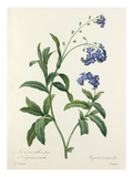 Plate 85