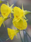 Narcissus bulbocodium subsp praecox Moulay Brahim