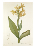Canna glauca
