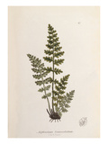 Asplenium obovatum subsp lanceolatum