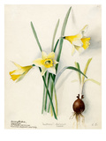 Amaryllidaceae  Narcissus