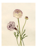 Dianthus plumarius: Ranunculus asiaticus