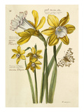 Plate 28