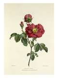 Damask Rose