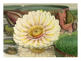 Plate III