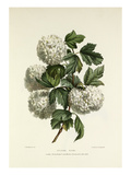 Gelder Rose