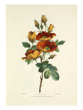 Austrian Rose