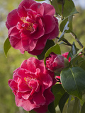 Camellia × williamsii William Carlyon