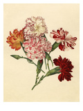 Dianthus caryophyllus