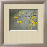 Yellow Autumnal Birch (Betula) Tree Limbs Against Gray Stucco Wall