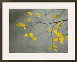 Yellow Autumnal Birch (Betula) Tree Limbs Against Gray Stucco Wall