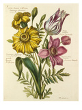 Plate 5