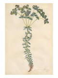 Euphorbia paralias