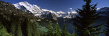 Pine Trees in a Forest  Mt Jungfrau  Wengen  Bernese Oberland  Berne Canton  Switzerland
