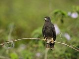 Snail Kite (Rostrhamus Sociabilis) Perching on a Branch  Three Brothers River  Meeting of the Wa