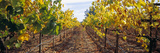 Vines in a Vineyard  Napa  Napa County  California  USA