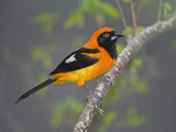 Orange-Backed Troupial (Icterus Croconotus) Perching on a Branch  Three Brothers River  Meeting 