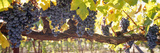 Close-Up of Grapes in a Vineyard  Napa  Napa County  California  USA