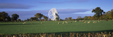 Radio Telescope and Sheep in a Field  Jodrell Bank Observatory  Jodrell Bank  Macclesfield  Ches