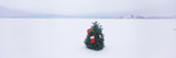 Decorated Tree in a Snow Covered Desert  Black Rock Desert  Nevada  USA