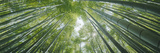 Low Angle View of Bamboo Trees  Hokokuji Temple  Kamakura  Kanagawa Prefecture  Kanto Region  Ho