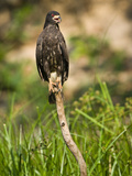 Snail Kite (Rostrhamus Sociabilis) Perching on a Tree Stump  Three Brothers River  Meeting of Th