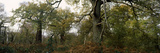 Ancient Oak Trees in a Forest  Sherwood Forest  Nottinghamshire  England