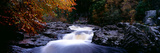 Autumnal Trees at the Riverside  Linn of Tummel  River Garry  Perthshire  Scotland