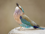 Close-Up of an Indian Roller (Coracias Benghalensis)  Kanha National Park  Madhya Pradesh  India