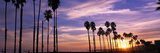 Silhouette of Palm Trees at Sunset  Santa Barbara  California  USA