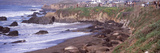 Elephant Seals on the Beach  San Luis Obispo County  California  USA
