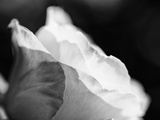 Close-Up of a Rose  Beverly Hills  Los Angeles County  California  USA