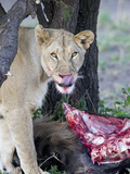 Lioness (Panthera Leo) Licking on a Wildebeest Kill  Tanzania
