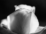 Close-Up of a Rose  Beverly Hills  Los Angeles County  California  USA