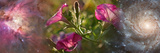 Close-Up of Flowers and Universe