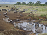 Zebras and Wildebeest at a Waterhole  Tanzania