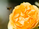 Bee Hovering over a Yellow Rose  Beverly Hills  Los Angeles County  California  USA
