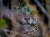 Jaguar (Panthera Onca) Behind Leaves  Brazil
