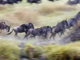 Herd of Wildebeests Running  Tanzania