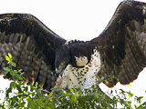 Martial Eagle (Polemaetus Bellicosus) with a Kill  Kenya