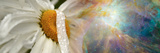 Daisy with Hubble Cosmos