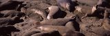 Elephant Seals on the Beach  San Luis Obispo County  California  USA