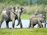 Asian Elephants (Elephas Maximus) at the Riverside  India