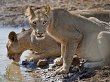 Lions (Panthera Leo) Drinking Water at a River  Kenya