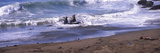 Elephant Seals in the Sea  San Luis Obispo County  California  USA