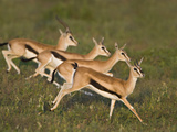 Thomson's Gazelle (Eudorcas Thomsonii) Running on the Grass  Tanzania
