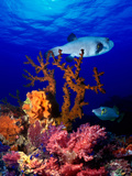 Underwater View of Bristly Puffer Fish (Arothron Hispidus) with Triggerfish and Anthias Fishes