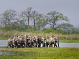 Asian Elephants (Elephas Maximus) at the Riverside  India